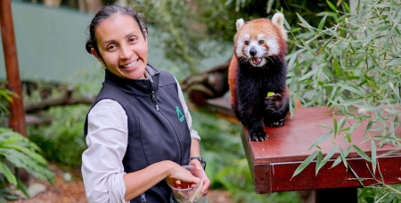 Image of a female Currumbin Wildlife Sanctuary worker, dressed in a long sleeved shirt and vest and smiling at the camera, feeding a red panda some food